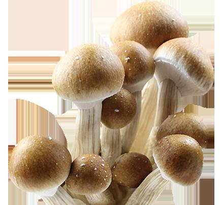 Esporas de Psilocybe Cubensis Penis Envy Imprimir